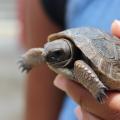 Dismay Over Loss of Baby Giant Tortoises - Seychelles Park