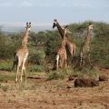 Amboseli National Park, Rift Valley, Kenya