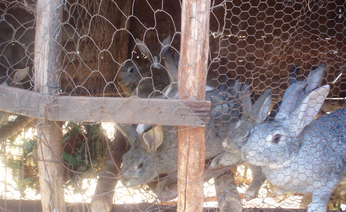 Botswana: Rabbit Production Keeps Ntjenje Going - allAfrica.com