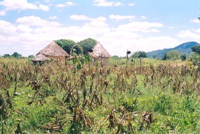 Maize field in rural areas