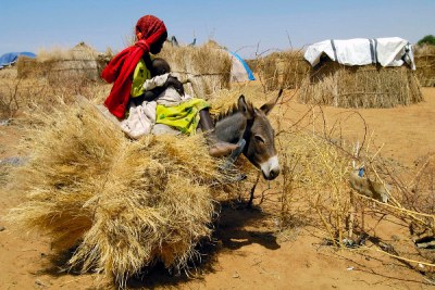 (file photo) A young woman returns from collecting fodder to her temporary home in a camp for displaced persons in Darfur.