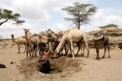 A Turkana girl waters camels from a hole dug in a dry river bed near Kenyas border with Uganda.