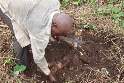 A farmer digs out cassava tubers.