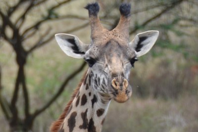 Alors que les girafes sont certainement abondantes dans le parc, pour regarder de plus près, un visiteur peut se diriger à l'ouest du parc vers Giraffe Center sur Simba Hill Road à Langata (http://giraffecenter.org). Pour 700 ksh (adultes non-résidents) ou 250 ksh (enfants non-résidents), vous pouvez caresser, câliner ou nourrir les girafes de votre main avec des granulés fournis par le personnel. Plusieurs visiteurs quand j'étais là-bas - dont moi - ont placé des pastilles entre nos lèvres et ont reçu un baiser humide pendant que la girafe prenait une collation. Les girafes sont très amicales et désireuses d'être nourries en permanence - le centre offre une excellente occasion de se rapprocher de l'un des animaux les plus célèbres d'Afrique. Le centre est ouvert de 9 h à 17 h 30 sept jours sur sept.