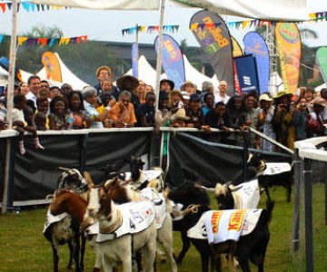 Uganda Traditional Goat Ceremony