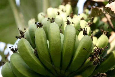 Bananas remain the main crop both for daily consumption and national economy as it occupies more than 20 percent of the total cultivated land.