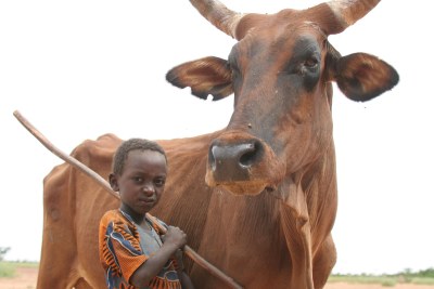 (Photo d'archives) - Bétail. Camp touareg près de Fakara, au Niger, où un enfant s'occupe de sa vache.