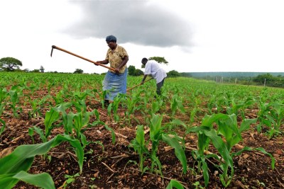Smallholder farmers from Swaziland's eastern Lubombo District are using conservation techniques to grow crops other than maize.