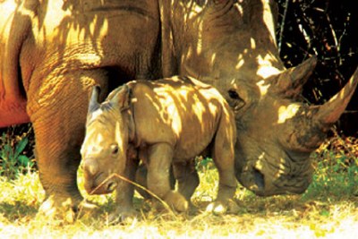 Ziwa Rhino sanctuary in Uganda.