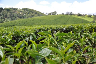 Champs de thé à Kiambethu Farm au Kenya.