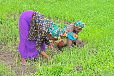Photo d'illustration - L'espoir renait chez ces femmes qui ont reçu des semences de riz et d'arachide.