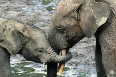Baby elephants in Sangha Trinational parks of Cameroon, Central African Republic and Congo