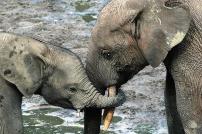 Baby elephants in Sangha Trinational parks of Cameroon, Central African Republic and Congo