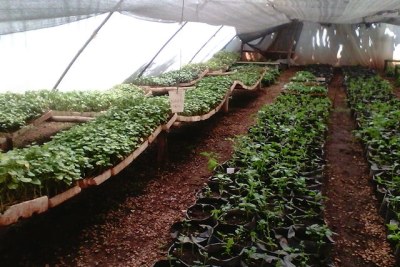 A nursery of tissue cultured sweet potatoes in a greenhouse in Zimbabwe