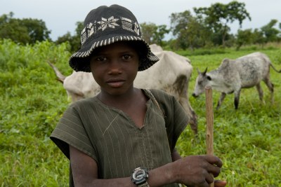 A Nigerian child tends livestock.