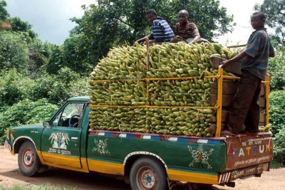 Transporting maize to the market.