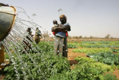 An irrigation project in Niger.