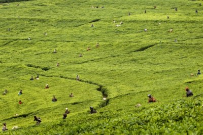 Workers plucking tea from plants.