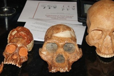 From left, the skulls of the 