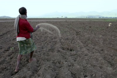 Farmer sowing seed in the floodplain of the Cheffa Valley in Ethiopia's Amahara region.