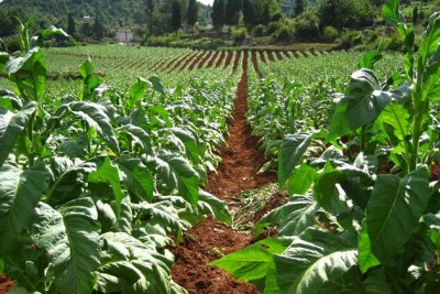 A Tobacco farm in Zimbabwe