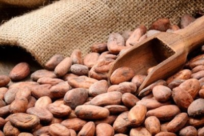 Fraude sur l’exportation du Cacao : La Côte d’Ivoire perd 2500 milliards Fcfa en 24 ans