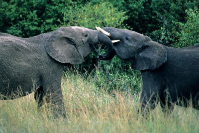 La campagne pour sauver les éléphants a fait d'importants progrès, mais il reste encore beaucoup à faire pour sauver cette espèce emblématique.