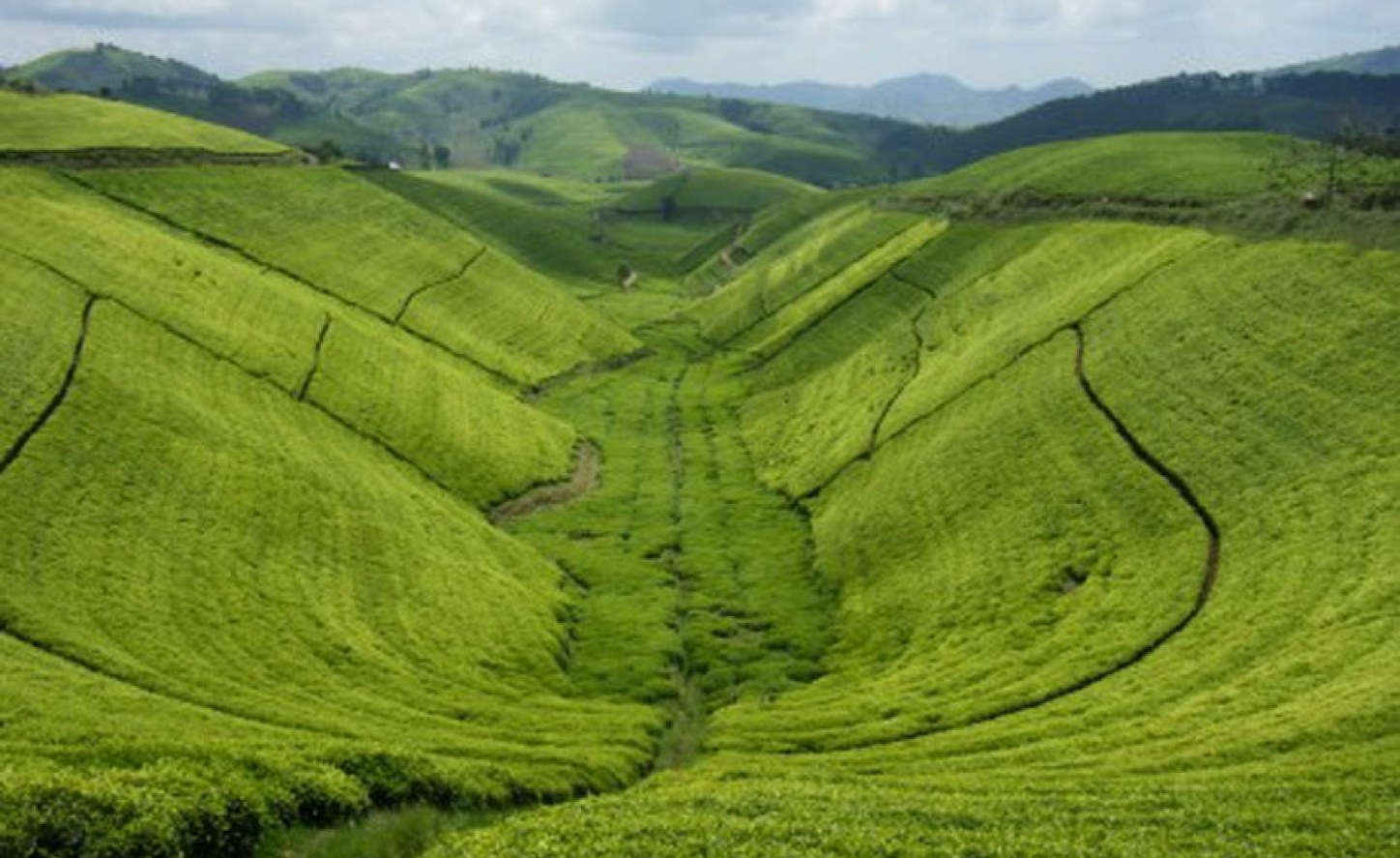 Rwanda Investment Opportunities Abound in Rwanda's Agriculture Sector