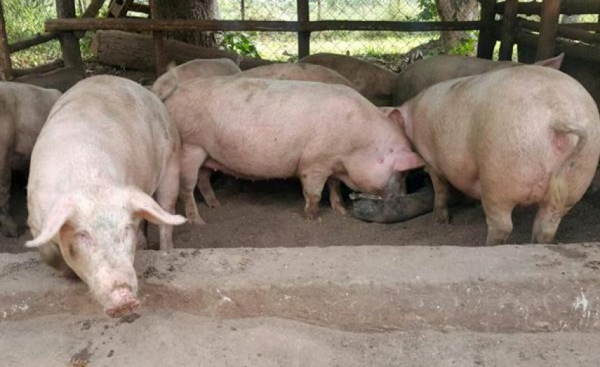 Botswana Government Bans Importation of Live Pigs