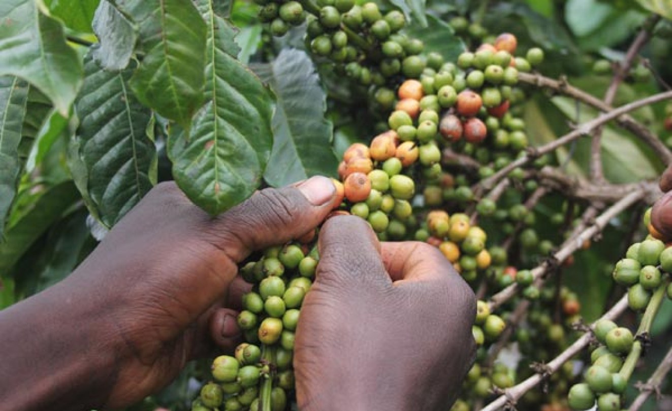 Uganda Coffee Exports Hit 30Year Record