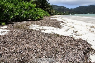 Seaweeds are torn from the sea bed and end up in piles on the beach when the sea in Seychelles is rough especially in the south east monsoon from May to October.