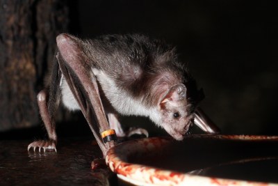 Vampire bat drinking blood.