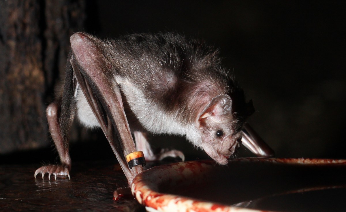 Vampire Rumour Bares Fangs In Malawi Allafrica Com