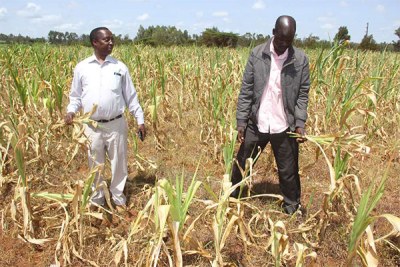 Cyril Cheruiyot (left), Agriculture Chief Executive for Uasin Gishu County, at a farm belonging to Leonard Kimutai (right), a resident in the county on June 26, 2017.