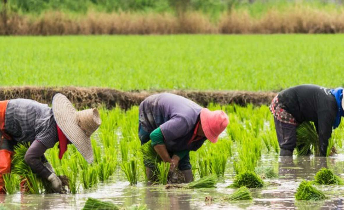 Nigeria: Why Nigeria Should First Support Rice Farmers ...