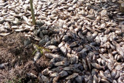 Des milliers de tilapias ont été retrouvés morts sur les rives du lac Toho.
