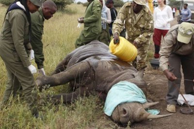 Kenya Wildlife Service rangers preparing a rhino for translocation at the Nairobi National Park.