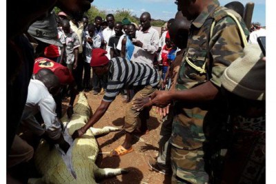 Villagers assist KWS personnel slit the belly of the giant crocodile in search of the girl's body.