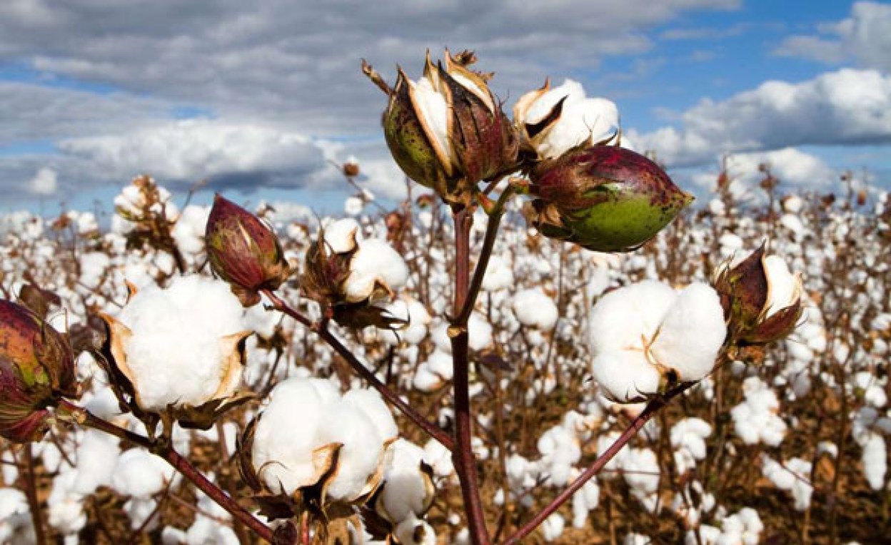 East Africa: Kenya Approves GMO Cotton - allAfrica.com