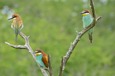 European Bee-eaters in the Kruger National Park (file photo).