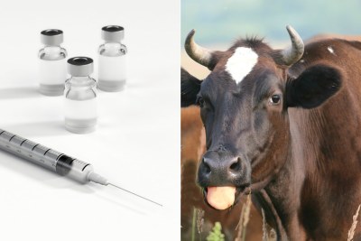 Uganda will soon start manufacturing animal vaccines.
