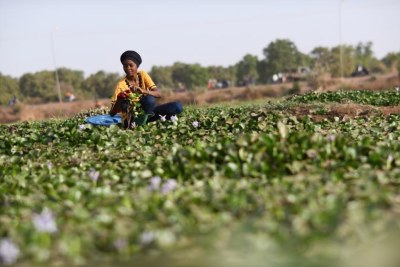 Burkinabe Woman Turns Menace of Water Hyacinth Into Biogas