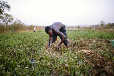 A farmer digs up potatoes Kongoussi, Burkina Faso (file photo).