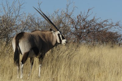 Un Gemsbok ou oryx du sud près de Wolfsnes, ouest du parc national d'Etosha, Namibie