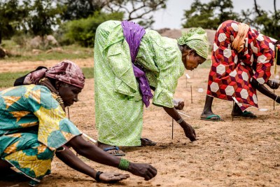 Women plant seeds while taking part in a Sahelian plant and reforestation project in Niger (file photo).