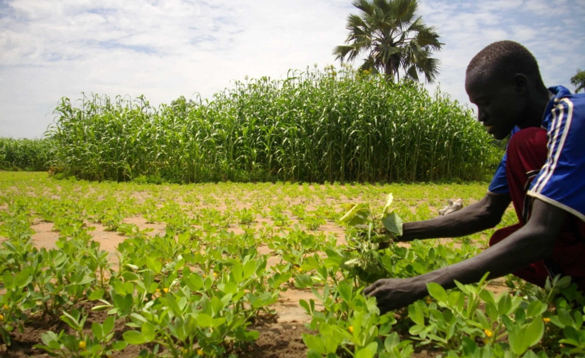 South Sudan Efforts to Boost South Sudan Agriculture Found Lagging