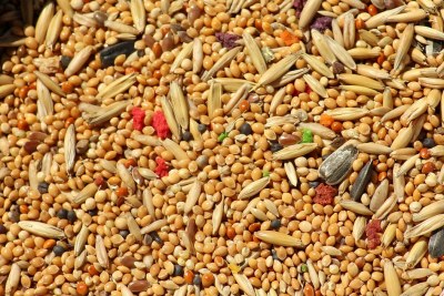Millet, seeds and grain (file photo)