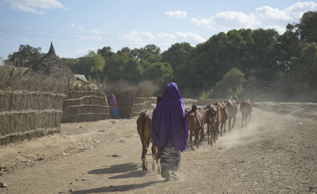 Somalia: "If Your Animals Die, You Die With Them" - Somali Herders Defenceless Against the Climate Crisis - AllAfrica - Top Africa News