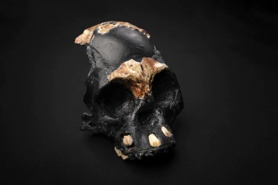 A reconstruction of the skull of Leti, the first Homo naledi child whose remains were found in the Rising Star cave in Johannesburg.