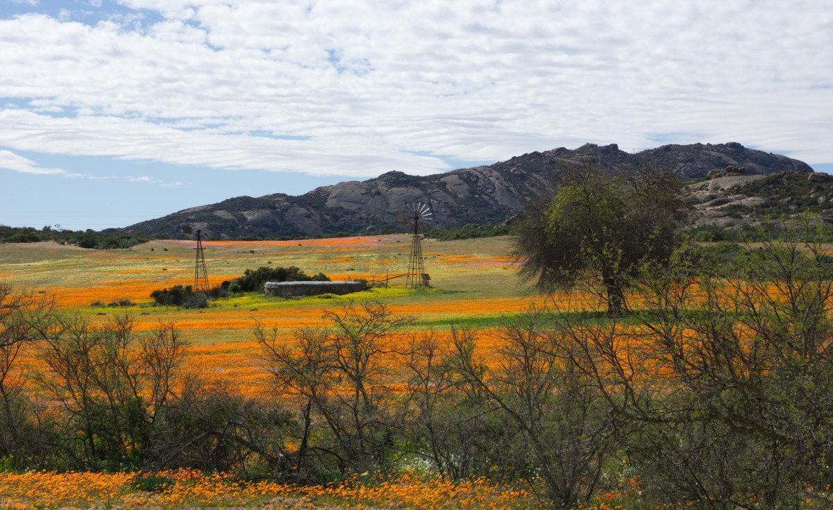 Southern Africa: Namaqualand Daisies Are Flowering Earlier thumbnail
